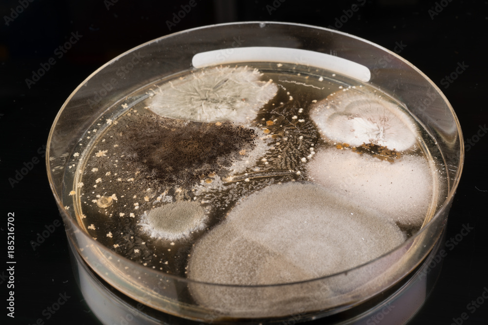 growth of in a Petri dish, Bacteria, yeast and mold