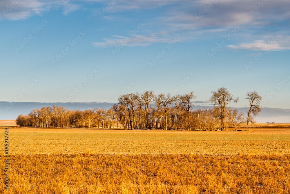 Campos de cultivo y álamos en invierno. Reserva Natural de Lagunas de Villafáfila.
Campos de cultivo y álamos en invierno. Reserva Natural de Lagunas de Villafáfila.