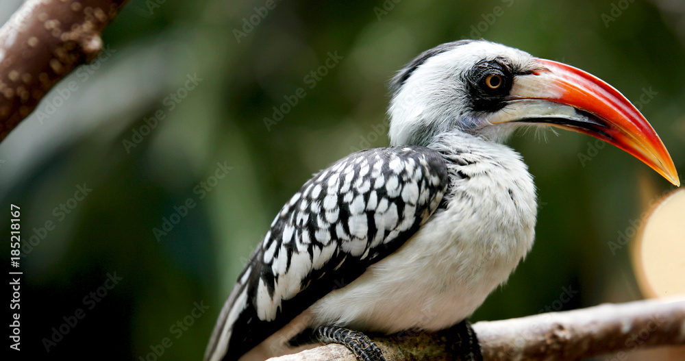 Fototapeta premium Yellow billed hornbill sitting on tree