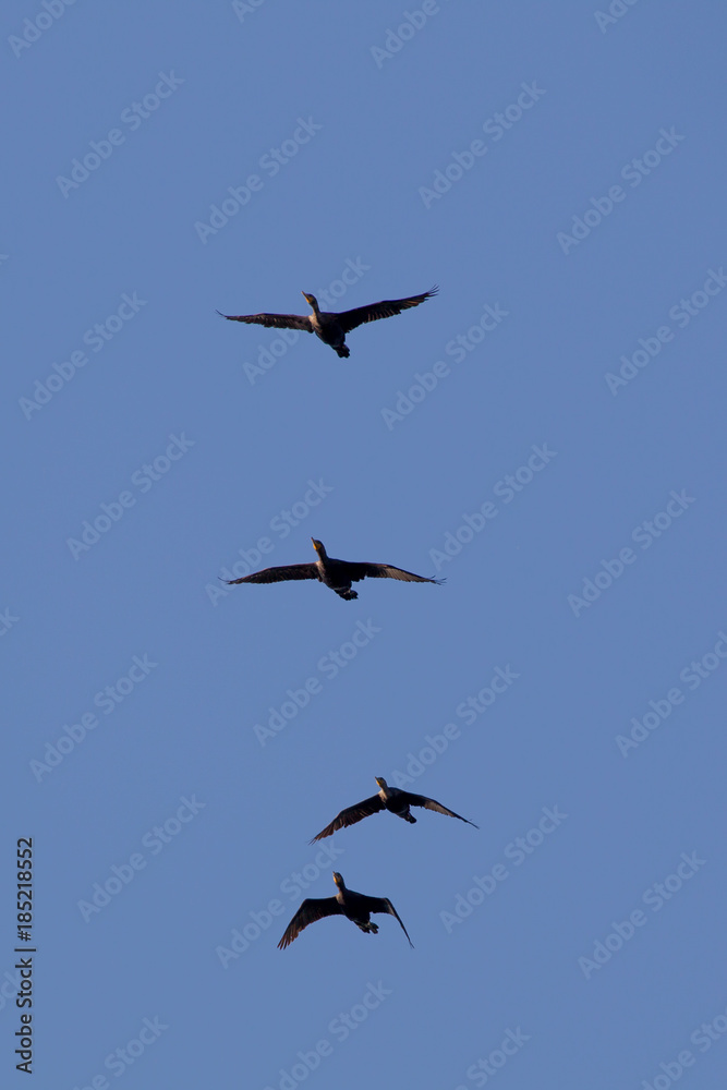 Ohrenscharben (Phalacrocorax auritus) im Flug über Sidney Island, Vancouver Island, British Columbia, Kanada. Ohrenscharben (Phalacrocorax auritus) im Flug über Sidney Island, Vancouver Island, British Columbia, Kanada.