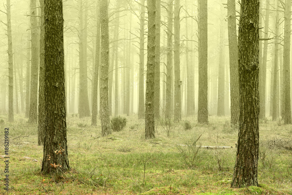 Fototapeta premium mglisty poranek w sosnowym lesie