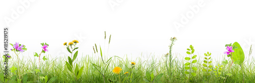 grass and wild flowers  isolated