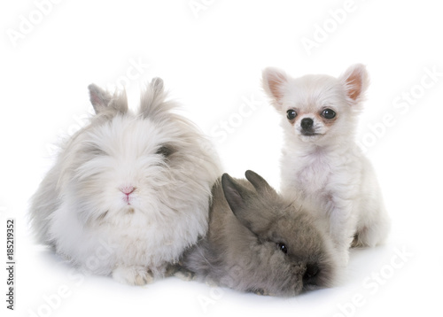 dwarf rabbit and puppy chihuahua