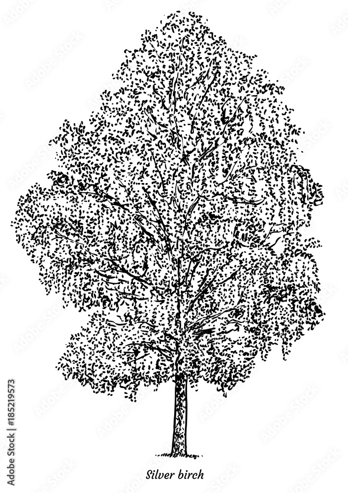 Silver birch tree illustration, drawing, engraving, ink, line art