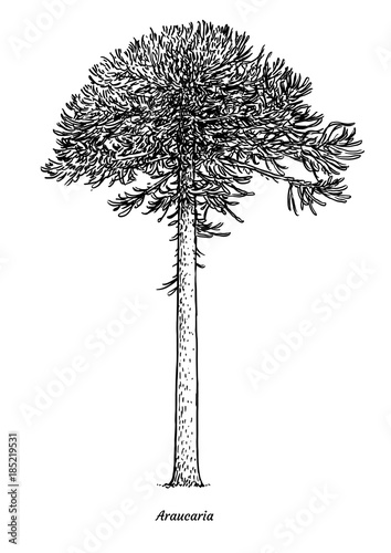 Araucaria tree illustration, drawing, engraving, ink, line art, vector photo