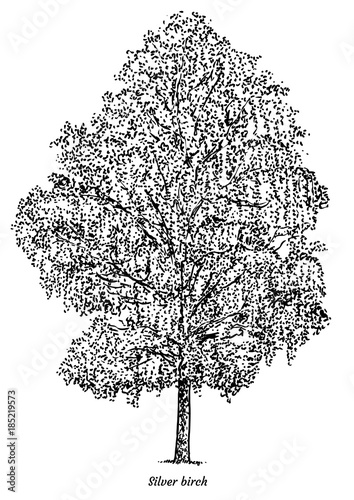Silver birch tree illustration, drawing, engraving, ink, line art, vector