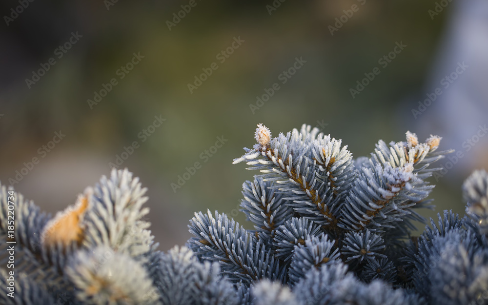 Branches of blue spruce covered with morning frost on natural background. Branches of blue spruce covered with morning frost on natural background.