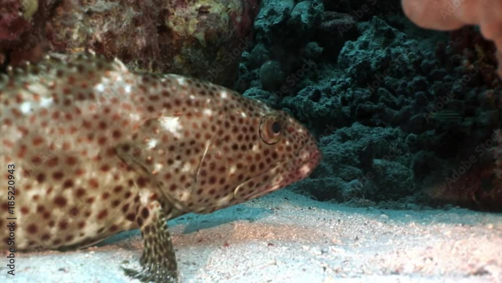 Bright spotted grouper fish in corals underwater Red sea. Relax video about marine nature of beautiful lagoon.