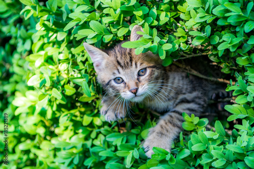 Kitty in the hedge © Jaroslav