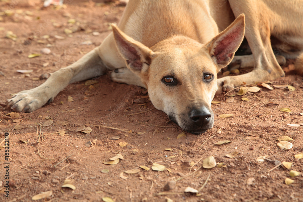 Stray dog with a melancholy gaze rests on dry land Stray dog with a melancholy gaze rests on dry land