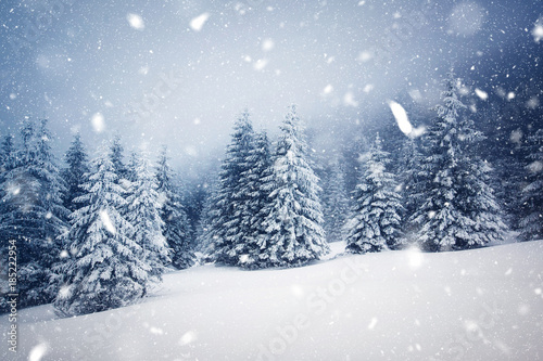 winter wonderland - Christmas background with snowy fir trees in the mountains