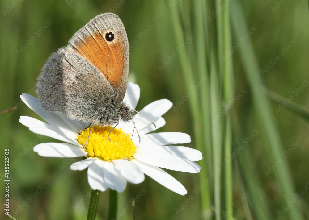 Obraz premium Papillon sur marguerite!