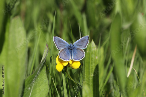 Papillon sur fleur!