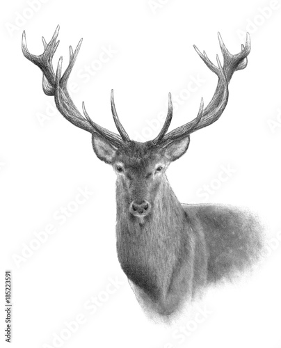 Portrait of Red Deer. Hand drawn illustration. © gallinago_media