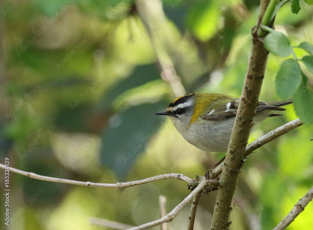 Fototapeta premium Roitelet triple bandeau!