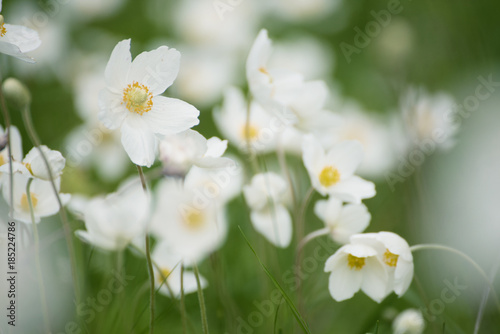 Beautiful white anemona flowers growing on the meadow in spring time  natural outdoor seasonal soft background