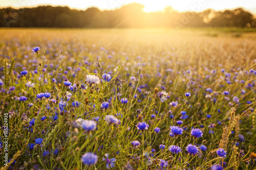 Cornflowers on field in sunset