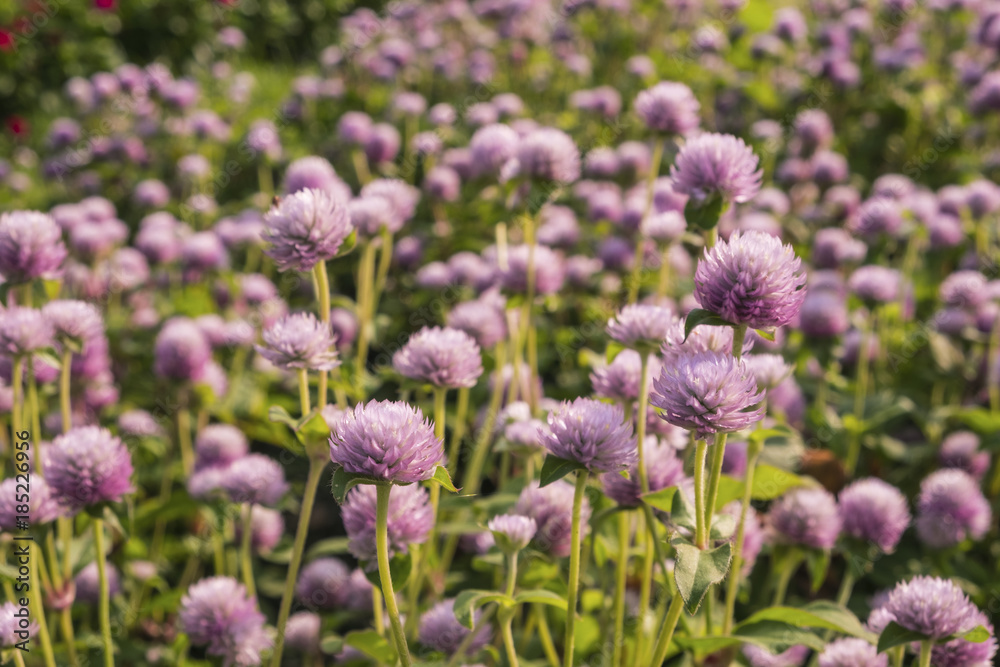 Purple globe amaranth in the park. Purple globe amaranth in the park.
