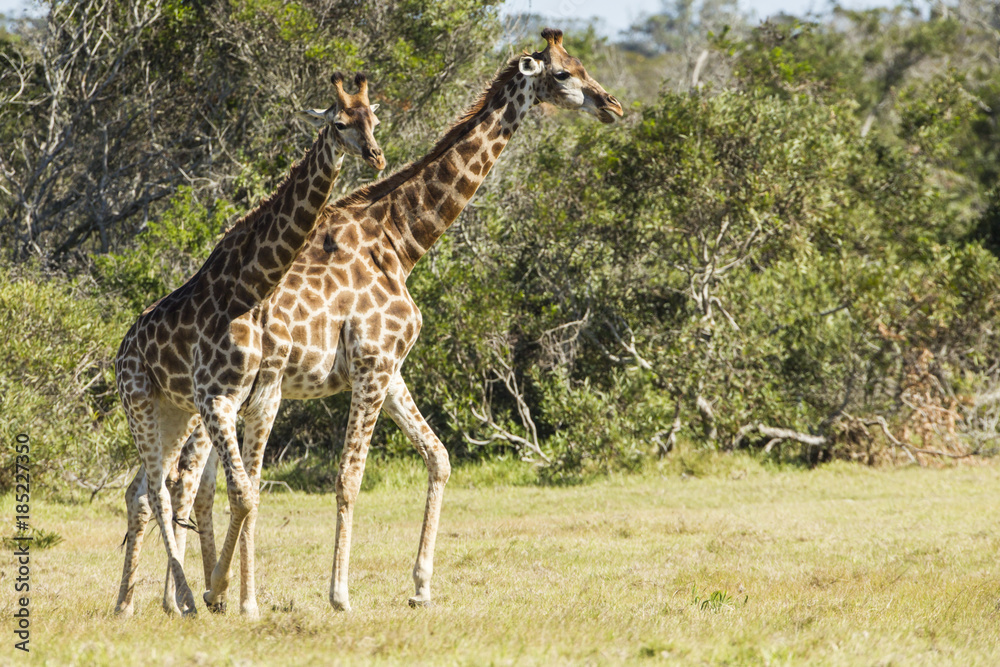 Giraffe walking through short grass Giraffe walking through short grass