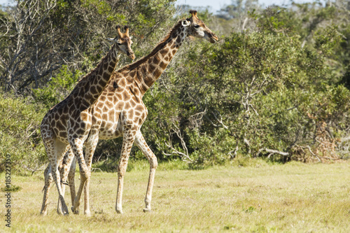 Giraffe walking through short grass