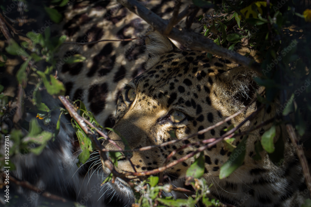 Fototapeta premium Leopard well hidden in forest undergrowth. 