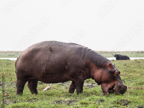 Hippo eating gras 