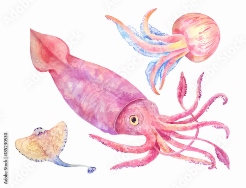watercolor squid, batoidea, jellyfish