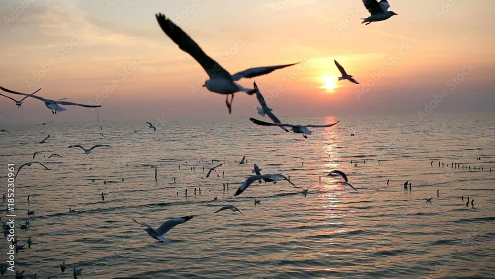 seagulls flying over the sea in the evening