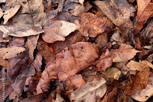 Leaves dry, fallen to the ground.