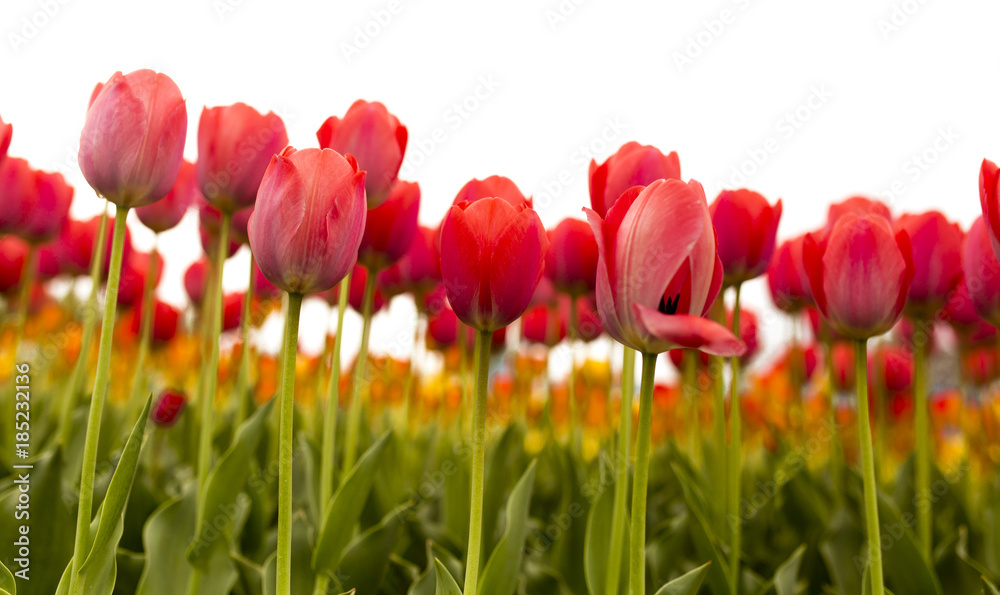 Beautiful red tulips on a white background