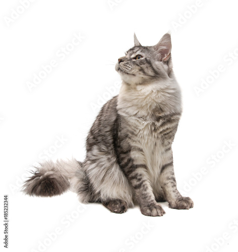 young maine coon cat