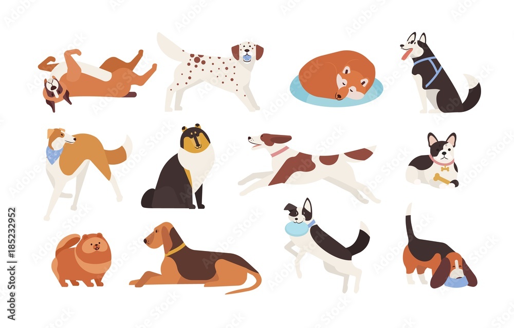 Collection of funny dogs of various breeds playing, sleeping, lying,  sitting. Set of cute and amusing cartoon pet animals isolated on white  background. Colorful vector illustration in flat style. Stock Vector |