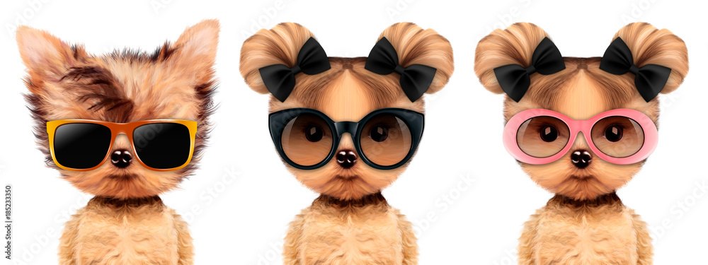 Funny adorable doggy with elegance sunglasses Funny adorable doggy with elegance sunglasses