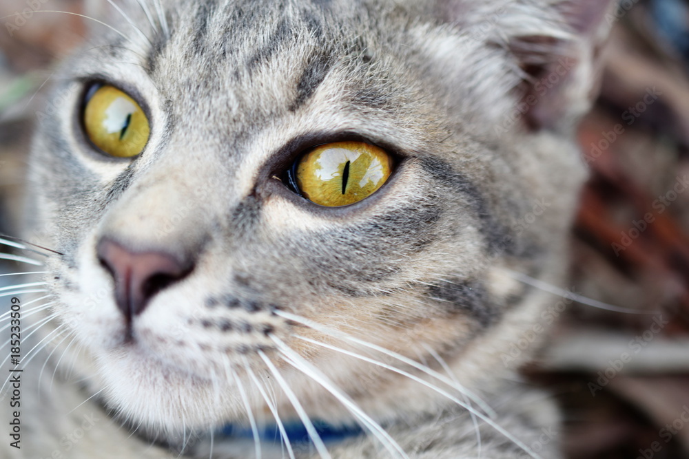 gray tabby cat close up
