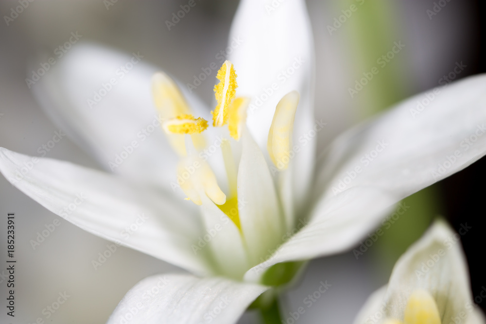 White flower with yellow pollen on nature White flower with yellow pollen on nature