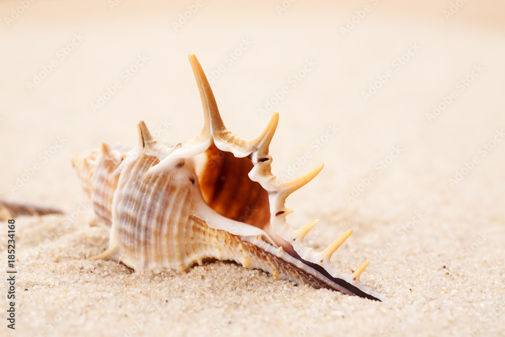 Empty seashell in the sand on a beach, macro shot Empty seashell in the sand on a beach, macro shot