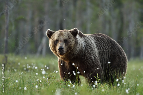 Serious looking adult male brown bear © Erik Mandre