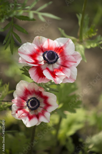 anemone flowers in the garden