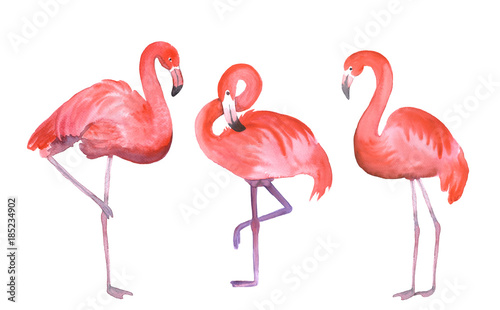 pink flamingo © Sveta_Aho