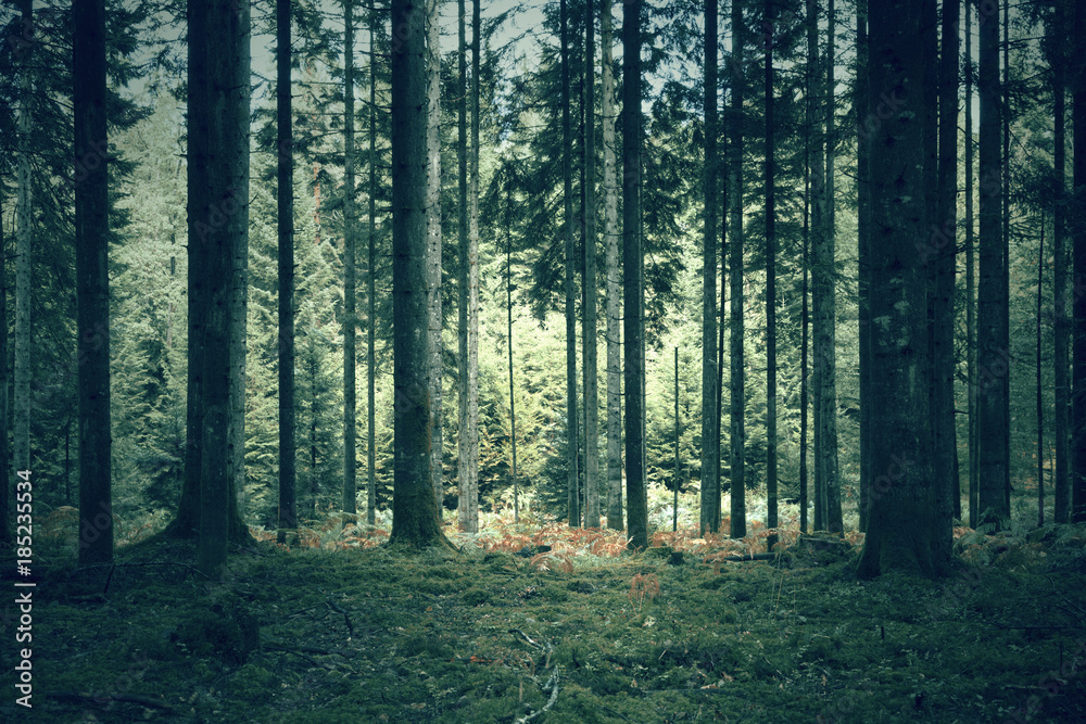 Fototapeta premium Mysterious dark green forest landscape.