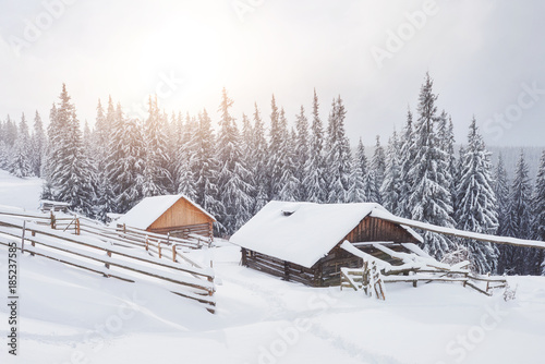 Cozy wooden hut high in the snowy mountains. Great pine trees on the background. Abandoned kolyba shepherd. Cloudy day. Carpathian mountains, Ukraine, Europe © standret