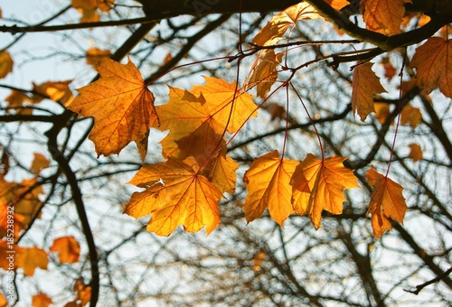 A close-up image of colourful Autumn leaves.