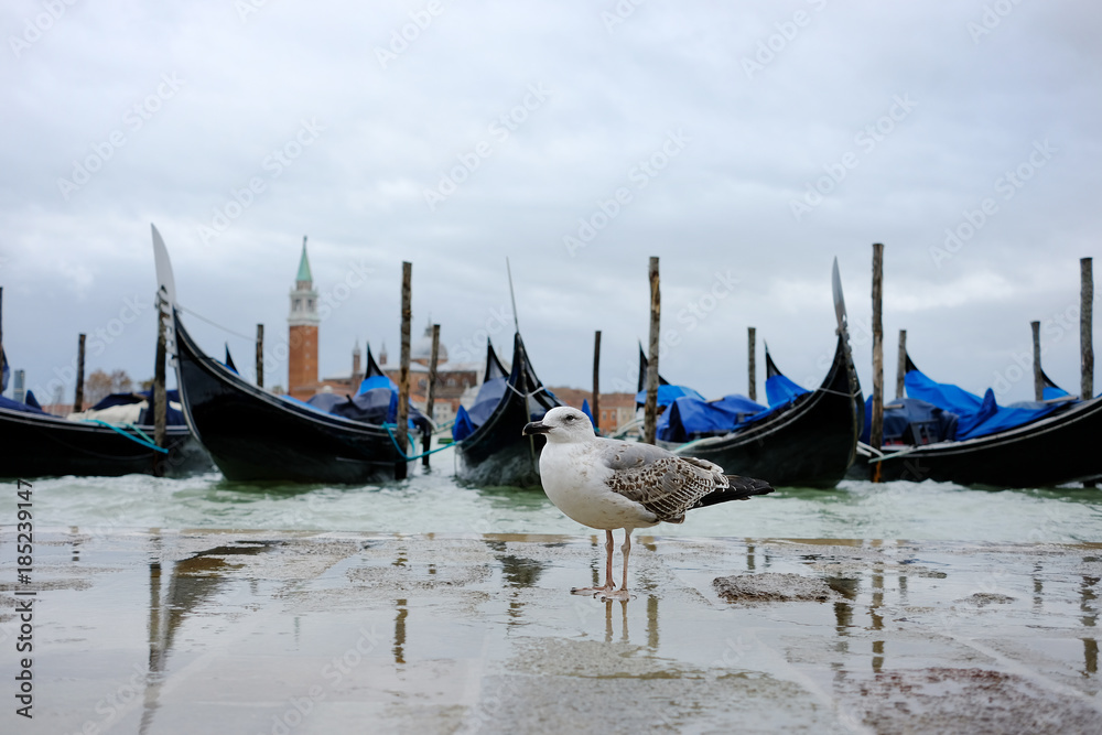 Venice gondola city view with seagul