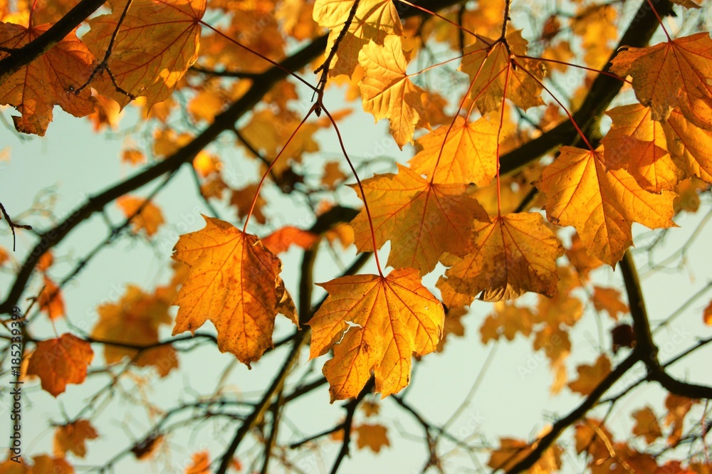A close-up image of colourful Autumn leaves. A close-up image of colourful Autumn leaves.