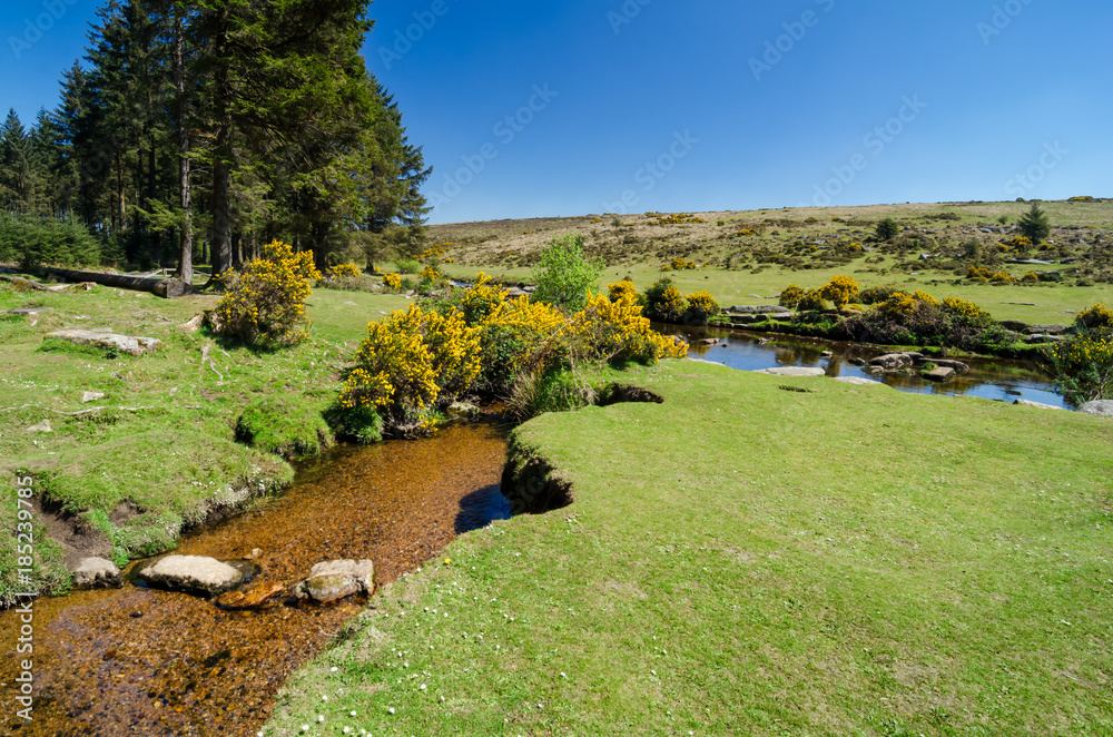 Bellever Forest And Dart River On Dartmoor National Park In Devon bellever-forest-and-dart-river-on-dartmoor-national-park-in-devon