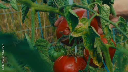 Ultra close-up shot of a lady reaping chunky large red tomatoes in an organic sustainable farm