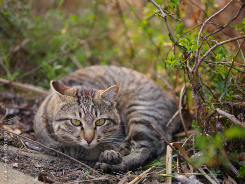 茂みで丸まる猫 © toyosaka