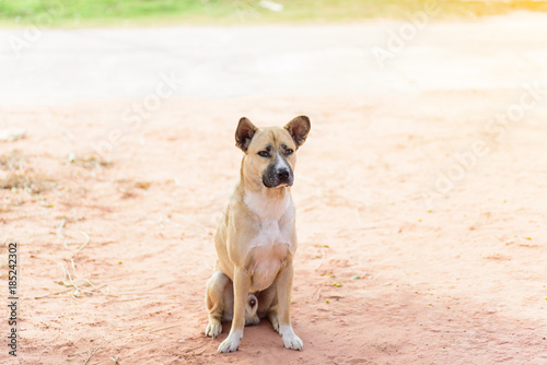 Fototapeta Naklejka Na Ścianę i Meble -  Portrait of brown dog sitting on the ground, cute animal and pet
