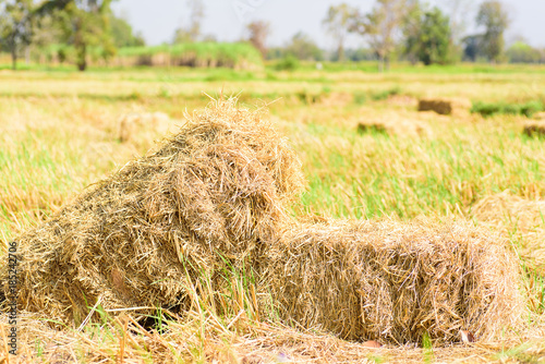 Stack of rice straw in the rice field that harvest for livestock