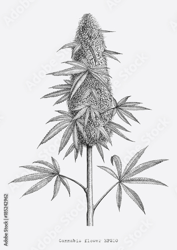 Cannabis flower hand drawing vintage engraving style isolate on white background